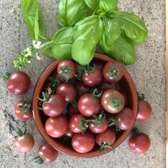 Tomato 'Rosella' - Seeds