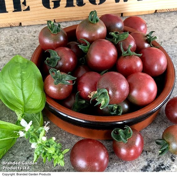 Tomato 'Rosella' (Grafted)