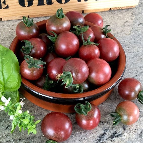 Tomato 'Rosella' - Seeds