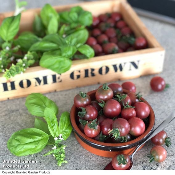 Tomato 'Rosella' (Grafted)