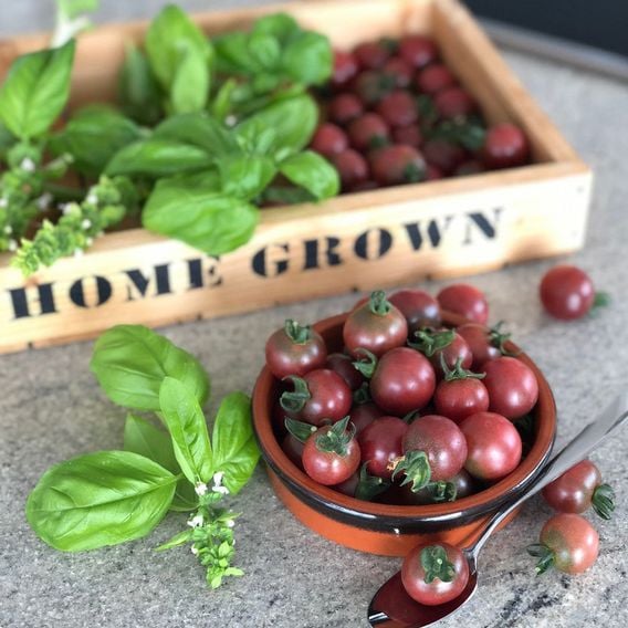Tomato 'Rosella' - Seeds