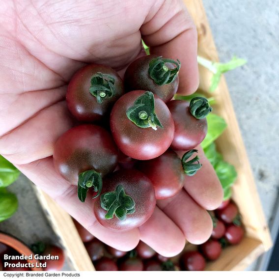 Tomato 'Rosella' (Grafted)