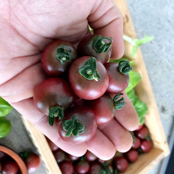 Tomato 'Rosella' - Seeds