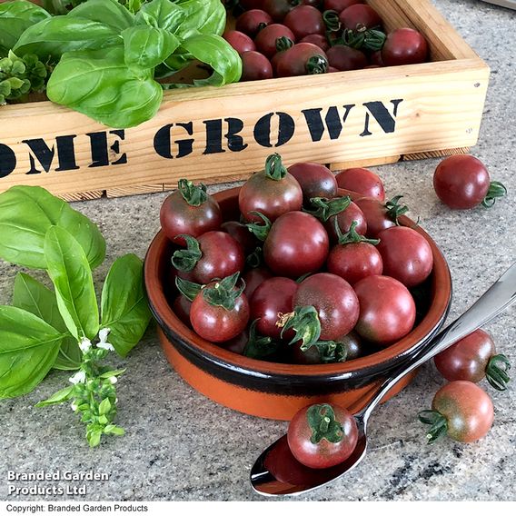 Tomato 'Rosella' (Grafted)