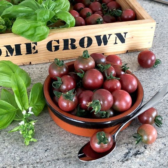 Tomato 'Rosella' - Seeds