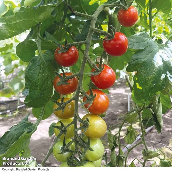 Tomato 'Rubylicious'