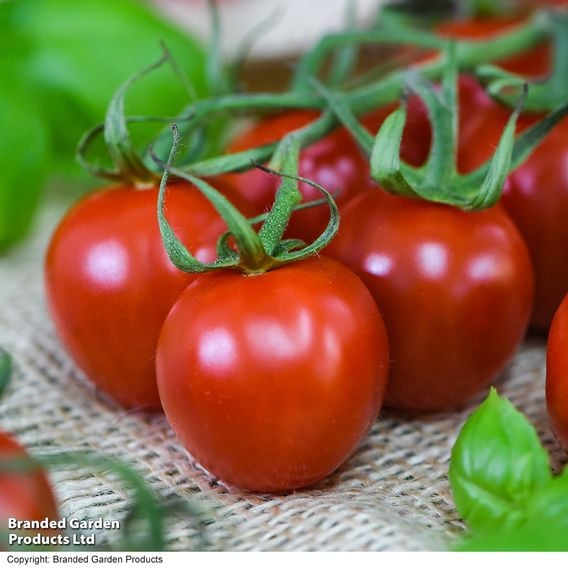 Tomato 'Rubylicious' F1 - Seeds