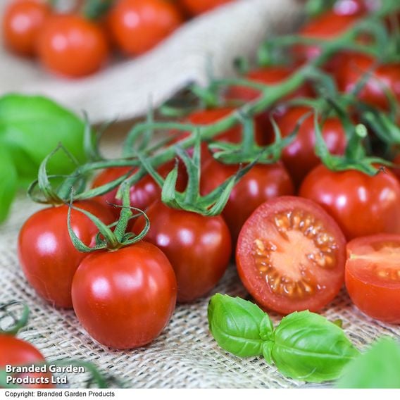 Tomato 'Rubylicious'