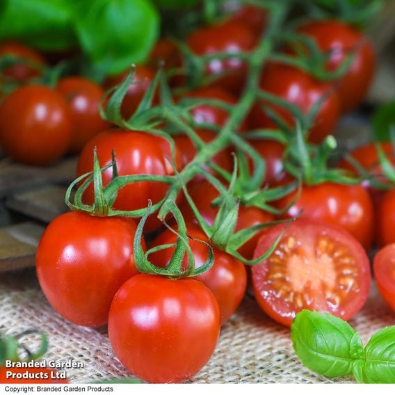 Tomato 'Rubylicious' F1 - Seeds