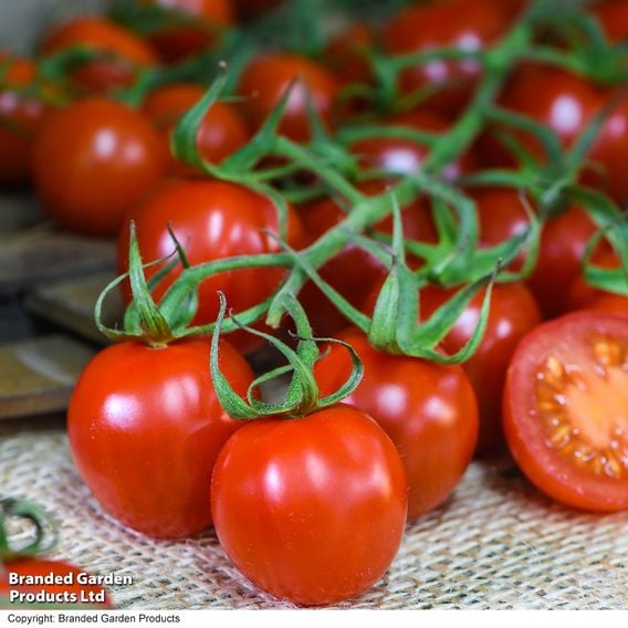 Tomato 'Rubylicious' F1 - Seeds