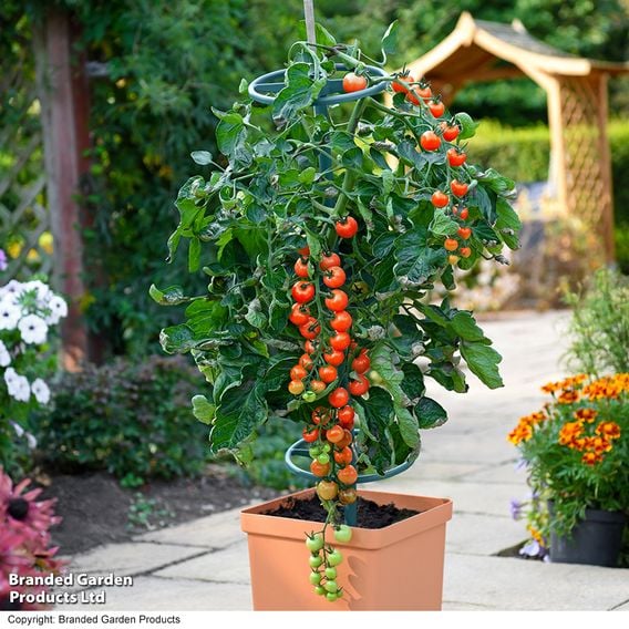 Tomato 'Rubylicious'