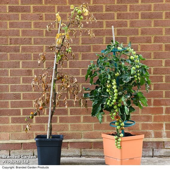 Tomato 'Rubylicious'