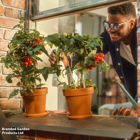 Nurseryman's Choice Vegetables for Small Spaces