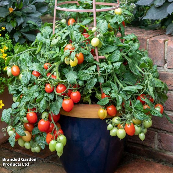 Tomato 'Summer Dew' F1 - Seeds