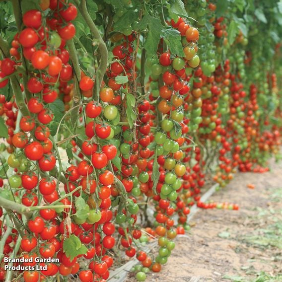 Tomato 'Rubylicious'