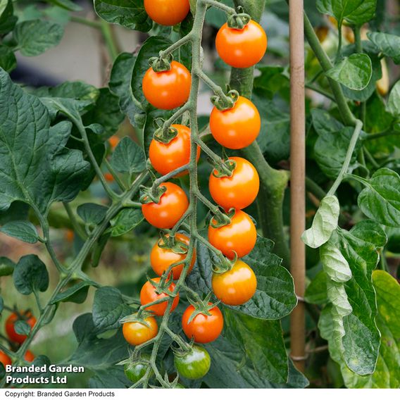 Tomato 'Sungold' (Indeterminate) F1 - Seeds