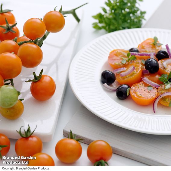Tomato 'Sungold' (Indeterminate) F1 - Seeds