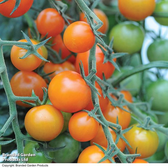 Tomato 'Sungold' (Indeterminate) F1 - Seeds