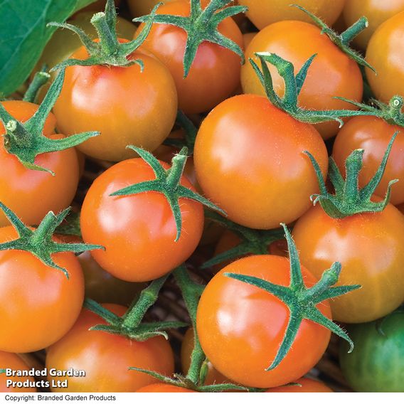 Tomato 'Sungold' (Indeterminate) F1 - Seeds