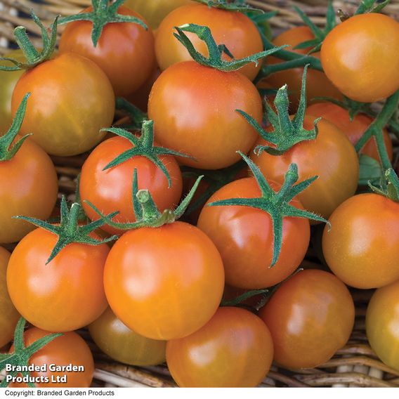 Tomato 'Sungold' (Indeterminate) F1 - Seeds