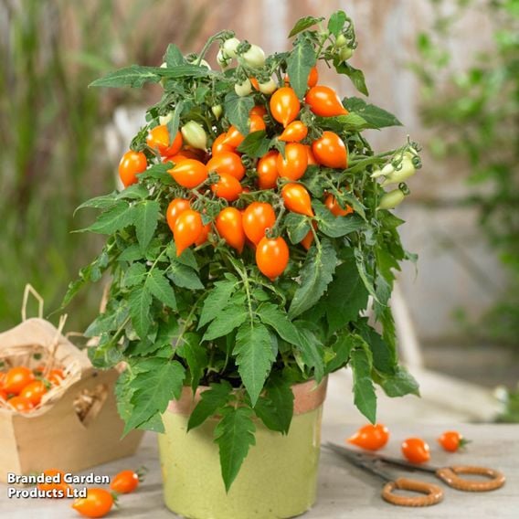 Tomato 'Sunny Drops Duo'