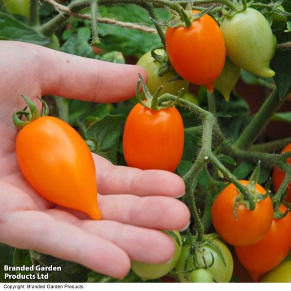 Tomato 'Sunny Drops Duo'