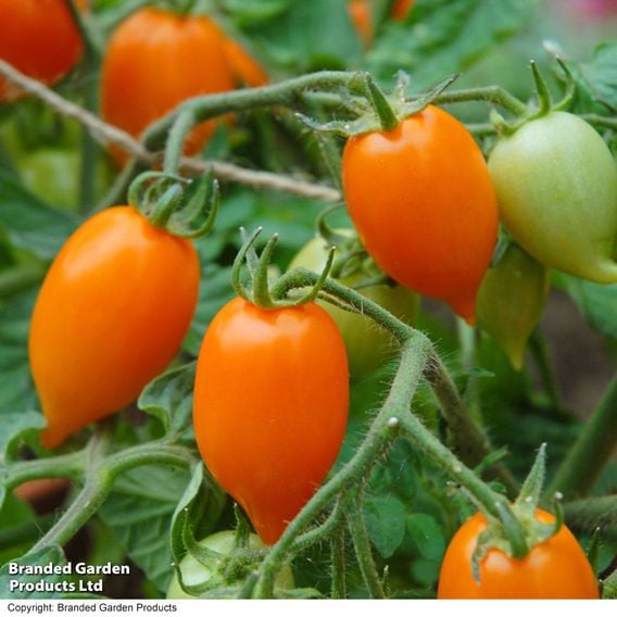 Tomato 'Sunny Drops Duo'
