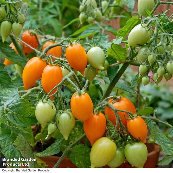 Tomato 'Sunny Drops Duo'