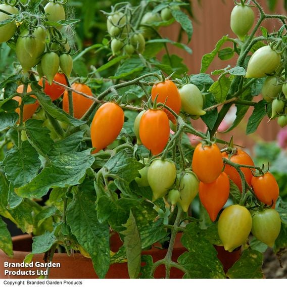 Tomato 'Sunny Drops Duo'