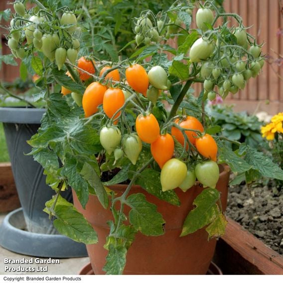 Tomato 'Sunny Drops Duo'