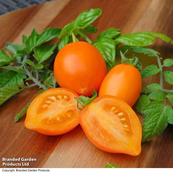 Tomato 'Sunny Drops Duo'