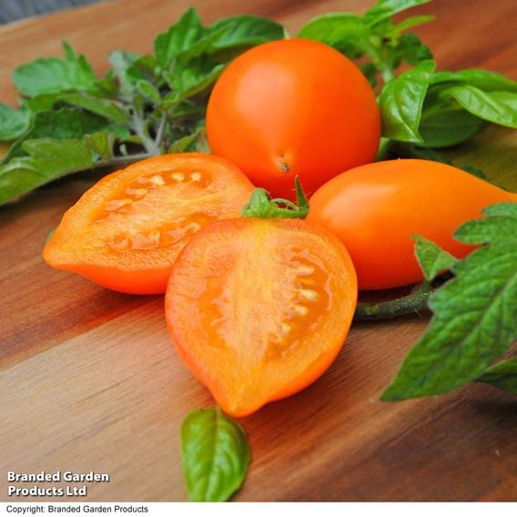 Tomato 'Sunny Drops Duo'