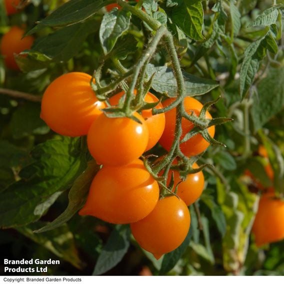 Tomato 'Sunny Drops Duo'