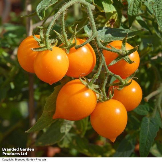Tomato 'Sunny Drops Duo'