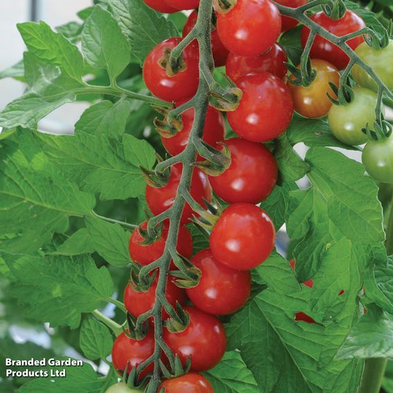 Tomato 'Sweet Aperitif'