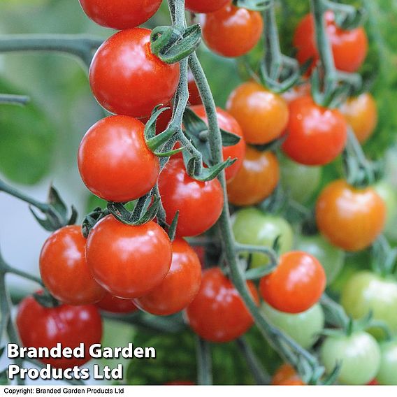 Tomato 'Sweet Aperitif'