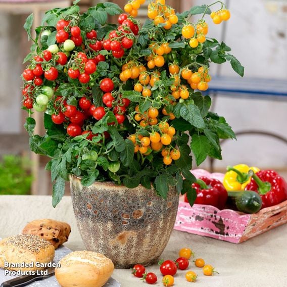 Tomato 'Sweet & Sturdy'