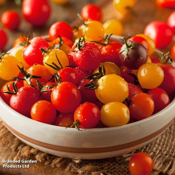 Tomato 'Sweet & Sturdy'