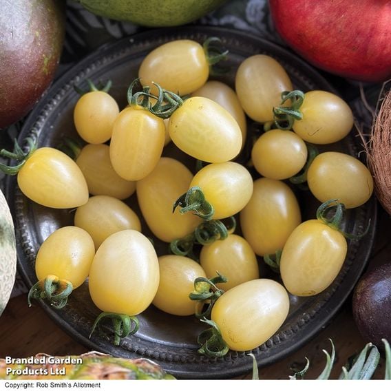 Tomato 'Tropic Pearl'