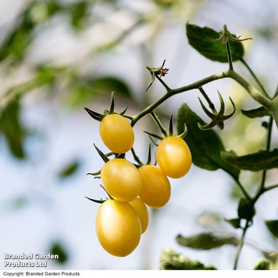 Tomato 'Tropic Pearl'