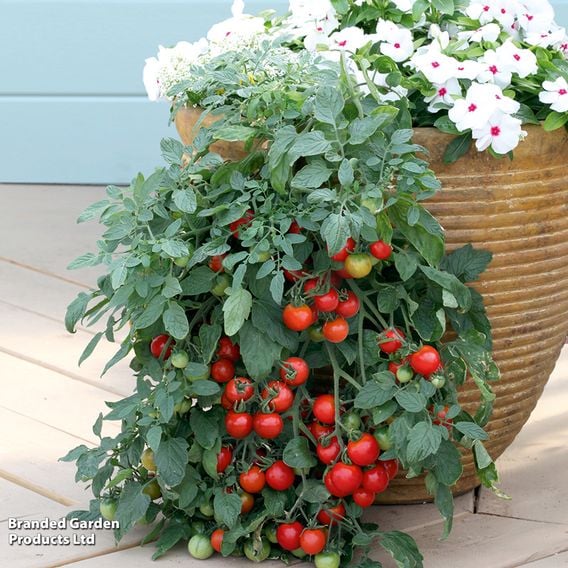 Tomato 'Tumbling Tom Red'