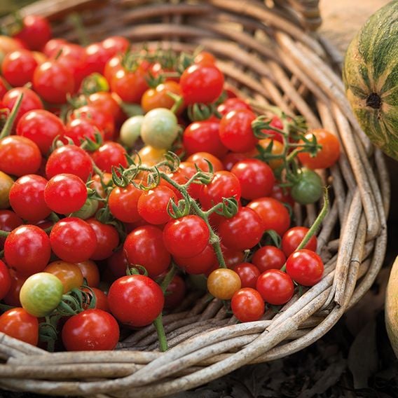 Tomato 'Tumbling Tom Red' (Determinate) - Seeds