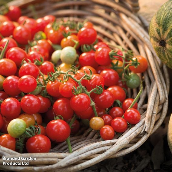 Tomato 'Tumbling Tom Red'