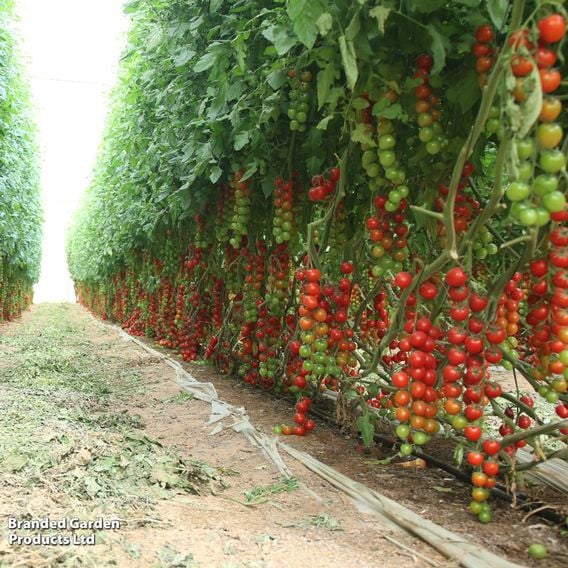 Tomato 'Tumbling Tom Red'