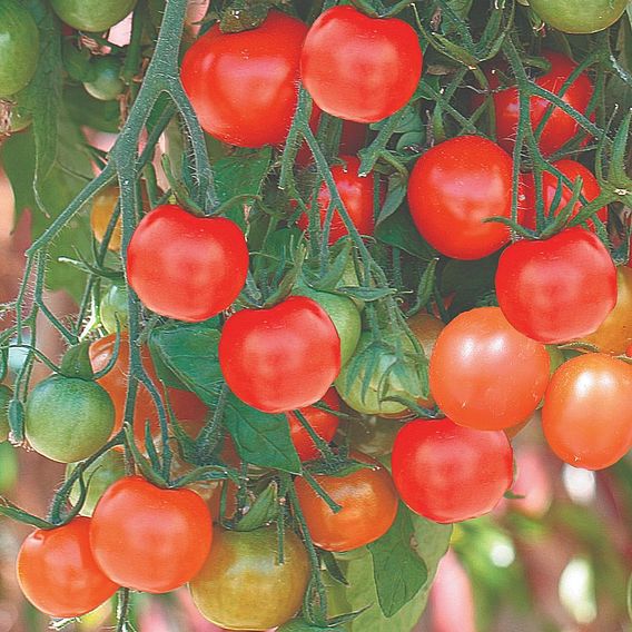 Tomato 'Tumbling Tom Red'