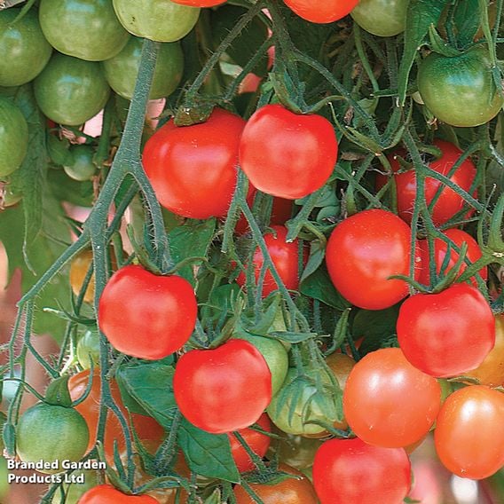Tomato 'Tumbling Tom Red'
