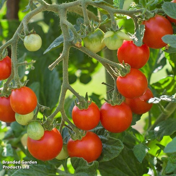 Tomato 'Tumbling Tom Red'