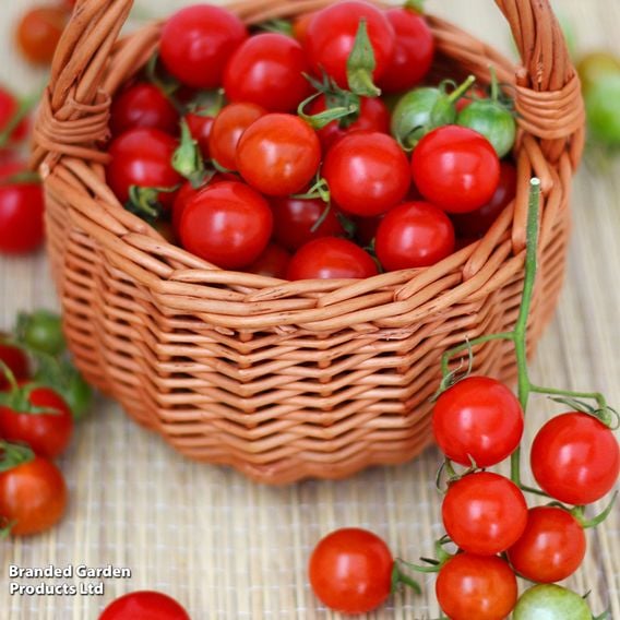 Tomato 'Tumbling Tom Red' (Determinate) - Seeds