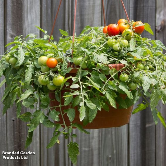Tomato 'Tumbling Tom Red'