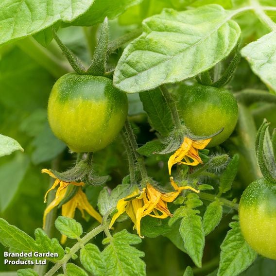 Tomato 'Tumbling Tom Red'